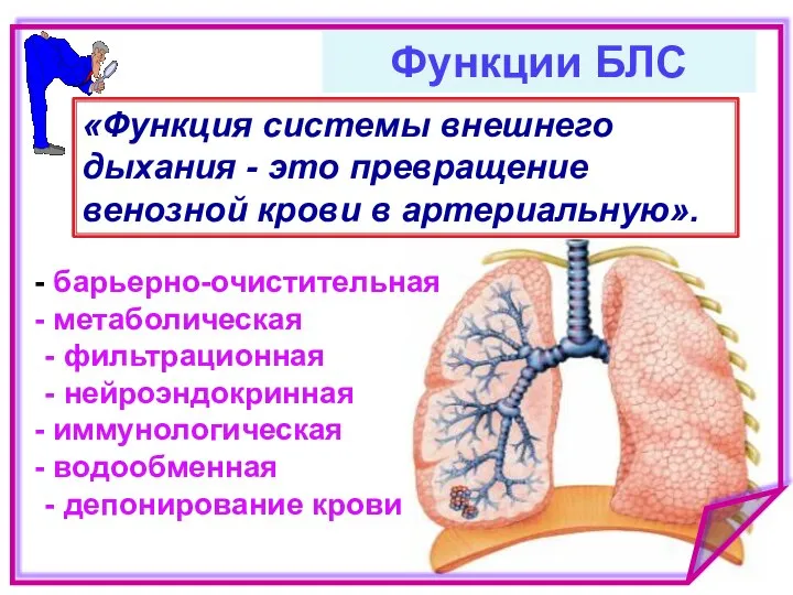 барьерно-очистительная метаболическая - фильтрационная - нейроэндокринная иммунологическая водообменная - депонирование крови