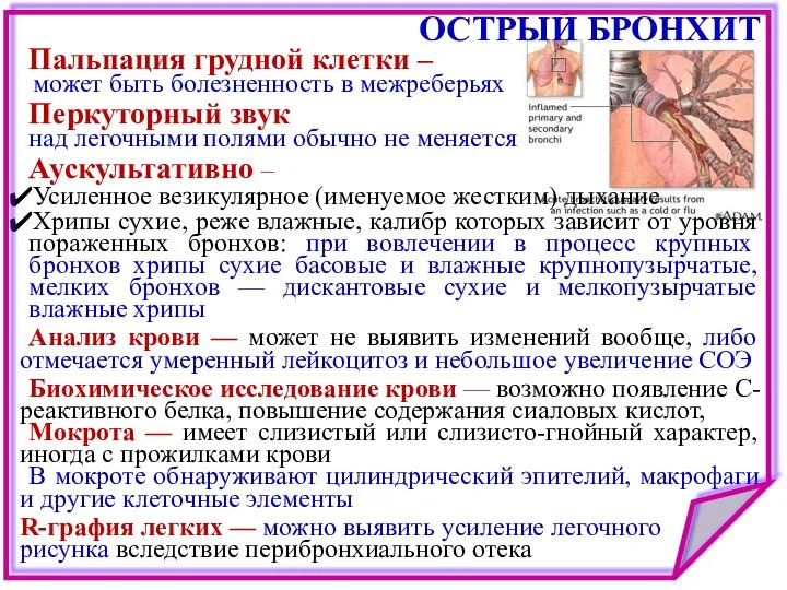 ОСТРЫЙ БРОНХИТ Пальпация грудной клетки – может быть болезненность в межреберьях