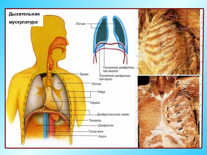 Дыхательная мускулатура