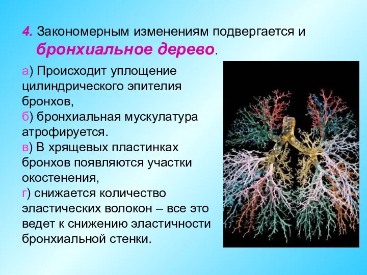 4. Закономерным изменениям подвергается и бронхиальное дерево. а) Происходит уплощение цилиндрического