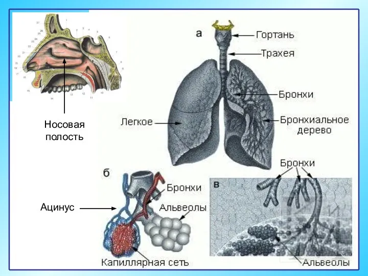 Ацинус Носовая полость