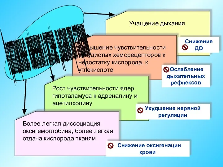 Учащение дыхания Повышение чувствительности сосудистых хеморецепторов к недостатку кислорода, к углекислоте