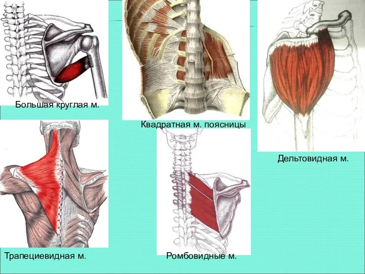 Большая круглая м. Квадратная м. поясницы Дельтовидная м. Трапециевидная м. Ромбовидные м.