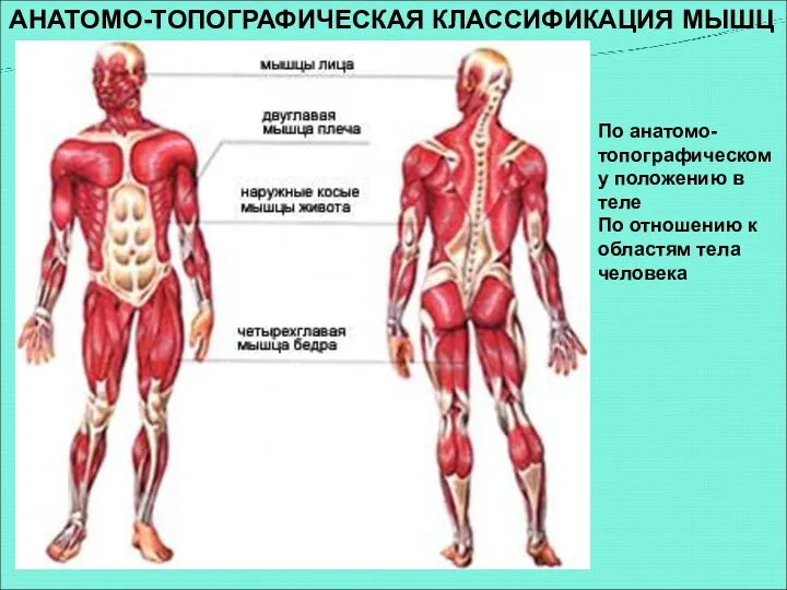 АНАТОМО-ТОПОГРАФИЧЕСКАЯ КЛАССИФИКАЦИЯ МЫШЦ По анатомо-топографическому положению в теле По отношению к областям тела человека