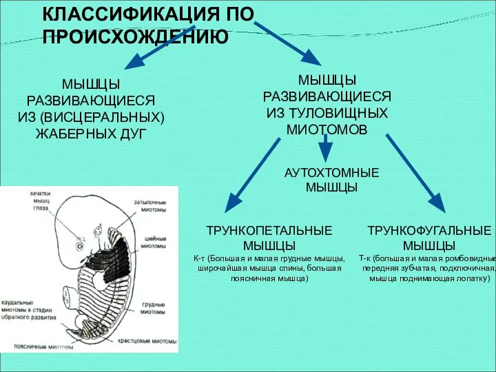 КЛАССИФИКАЦИЯ ПО ПРОИСХОЖДЕНИЮ МЫШЦЫ РАЗВИВАЮЩИЕСЯ ИЗ (ВИСЦЕРАЛЬНЫХ) ЖАБЕРНЫХ ДУГ МЫШЦЫ РАЗВИВАЮЩИЕСЯ