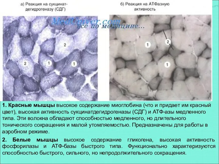 1. Красные мышцы высокое содержание миоглобина (что и придает им красный