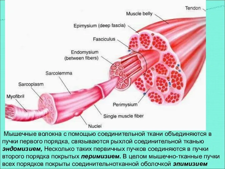 Мышечные волокна с помощью соединительной ткани объединяются в пучки первого порядка,