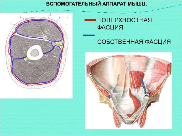 ПОВЕРХНОСТНАЯ ФАСЦИЯ СОБСТВЕННАЯ ФАСЦИЯ ВСПОМОГАТЕЛЬНЫЙ АППАРАТ МЫШЦ.