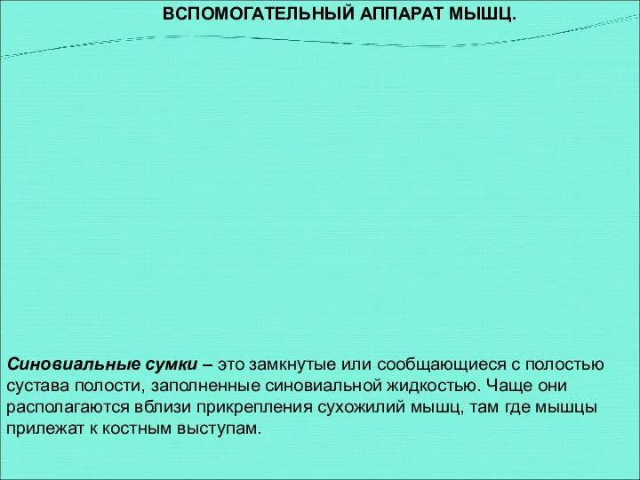 ВСПОМОГАТЕЛЬНЫЙ АППАРАТ МЫШЦ. Синовиальные сумки – это замкнутые или сообщающиеся с