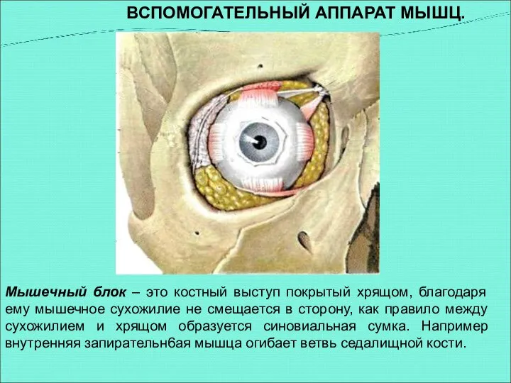 Мышечный блок – это костный выступ покрытый хрящом, благодаря ему мышечное