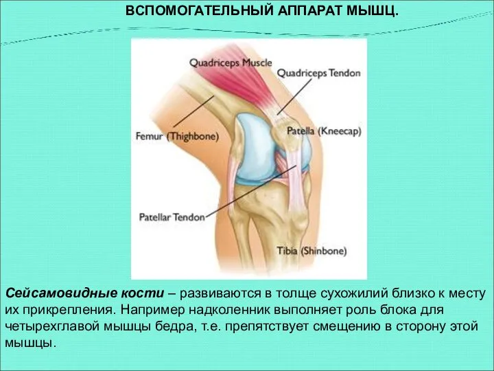 ВСПОМОГАТЕЛЬНЫЙ АППАРАТ МЫШЦ. Сейсамовидные кости – развиваются в толще сухожилий близко