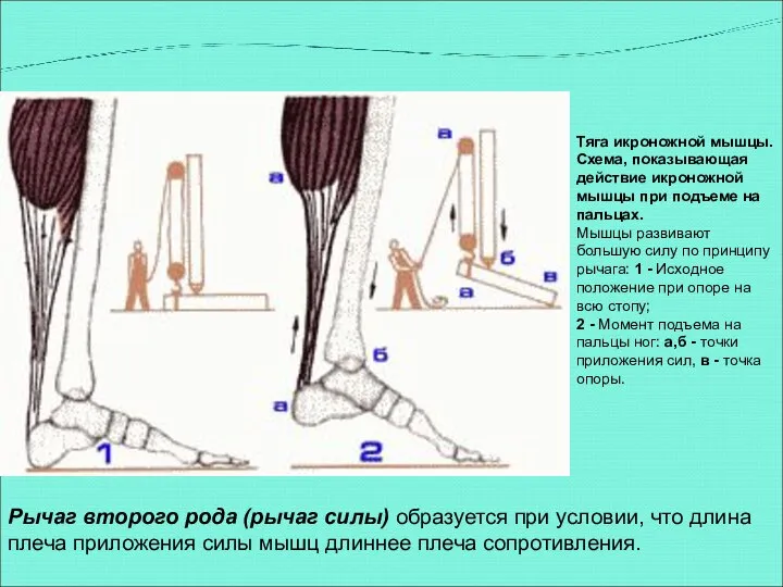 Тяга икроножной мышцы. Схема, показывающая действие икроножной мышцы при подъеме на