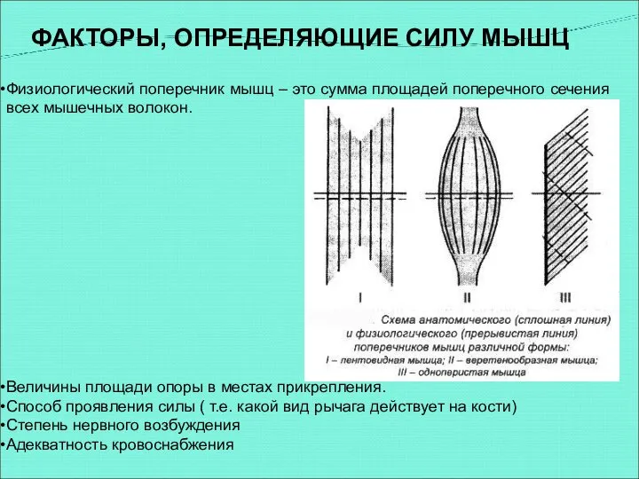 Физиологический поперечник мышц – это сумма площадей поперечного сечения всех мышечных