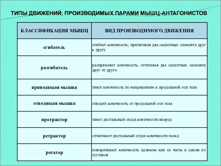 ТИПЫ ДВИЖЕНИЙ, ПРОИЗВОДИМЫХ ПАРАМИ МЫШЦ-АНТАГОНИСТОВ