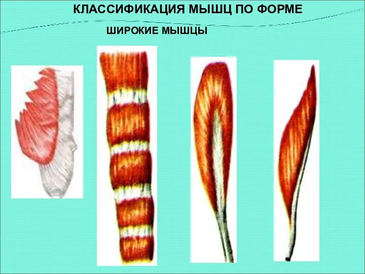 ШИРОКИЕ МЫШЦЫ КЛАССИФИКАЦИЯ МЫШЦ ПО ФОРМЕ