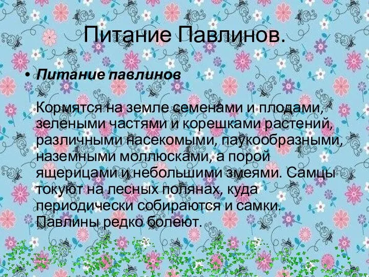 Питание Павлинов. Питание павлинов Кормятся на земле семенами и плодами, зелеными