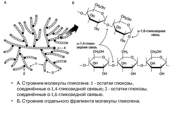 А. Строение молекулы гликогена: 1 - остатки глюкозы, соединённые α-1,4-гликозидной связью;