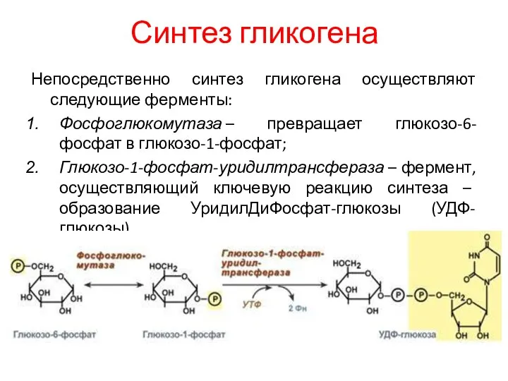 Синтез гликогена Непосредственно синтез гликогена осуществляют следующие ферменты: Фосфоглюкомутаза – превращает