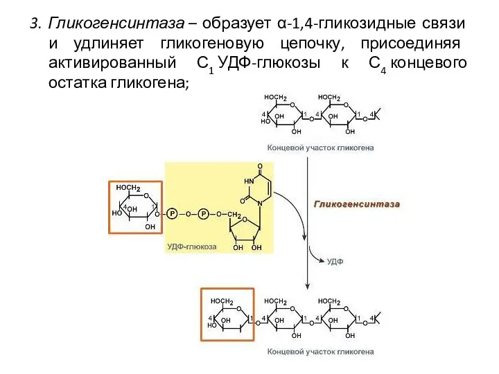 3. Гликогенсинтаза – образует α-1,4-гликозидные связи и удлиняет гликогеновую цепочку, присоединяя