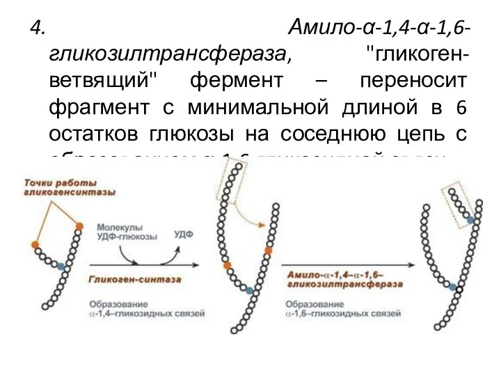 4. Амило-α-1,4-α-1,6-гликозилтрансфераза, "гликоген-ветвящий" фермент – переносит фрагмент с минимальной длиной в