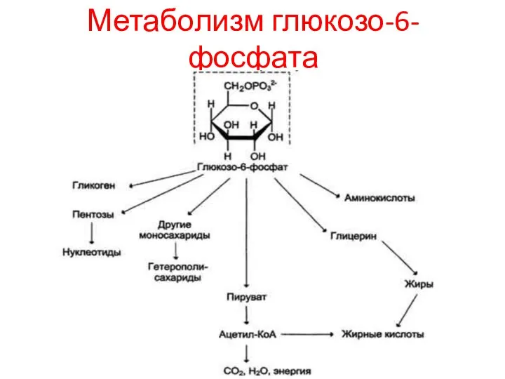 Метаболизм глюкозо-6-фосфата