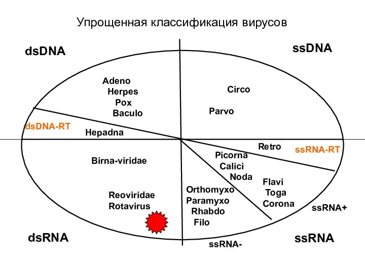 Упрощенная классификация вирусов ssDNA dsDNA dsRNA ssRNA ssRNA+ ssRNA- ssRNA-RT dsDNA-RT