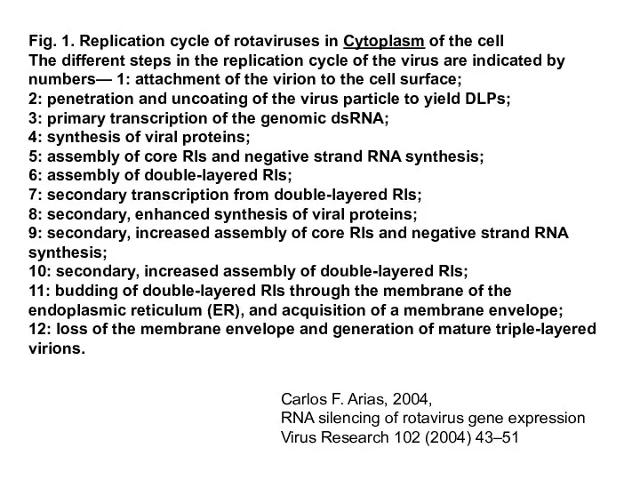 Fig. 1. Replication cycle of rotaviruses in Cytoplasm of the cell