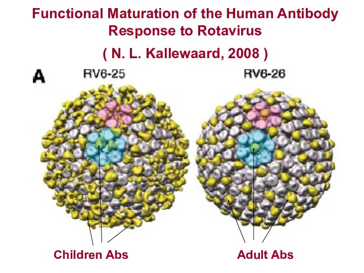 Functional Maturation of the Human Antibody Response to Rotavirus ( N.