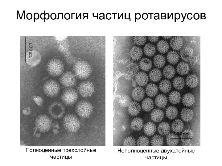 Морфология частиц ротавирусов Полноценные трехслойные частицы Неполноценные двухслойные частицы