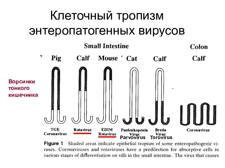 Клеточный тропизм энтеропатогенных вирусов Ворсинки тонкого кишечника Parvovirus Torovirus