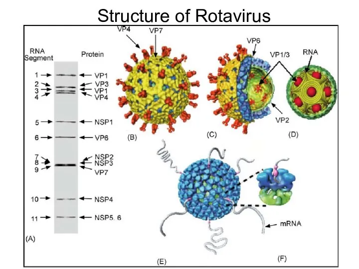 Structure of Rotavirus