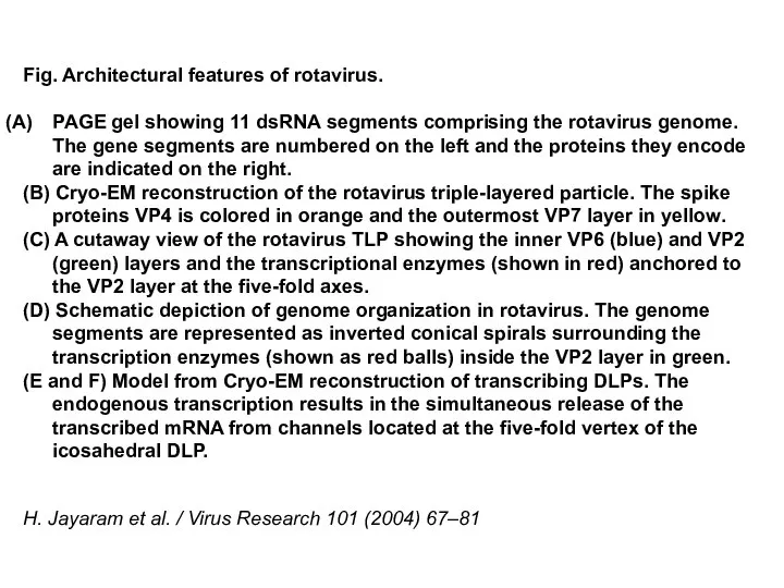 Fig. Architectural features of rotavirus. PAGE gel showing 11 dsRNA segments