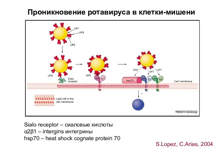 Проникновение ротавируса в клетки-мишени S.Lopez, C.Arias, 2004 Sialo receptor – сиаловые