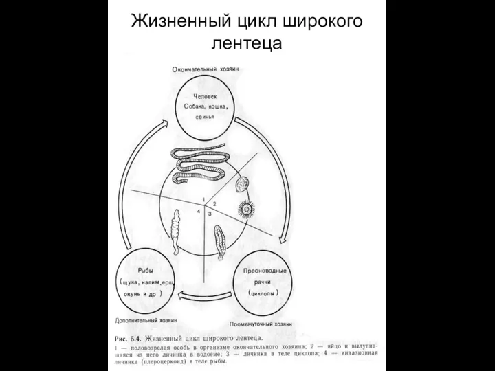 Жизненный цикл широкого лентеца