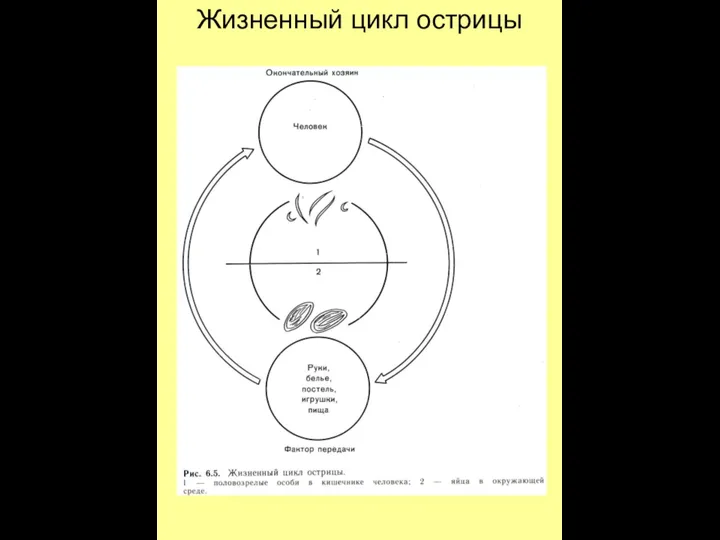 Жизненный цикл острицы