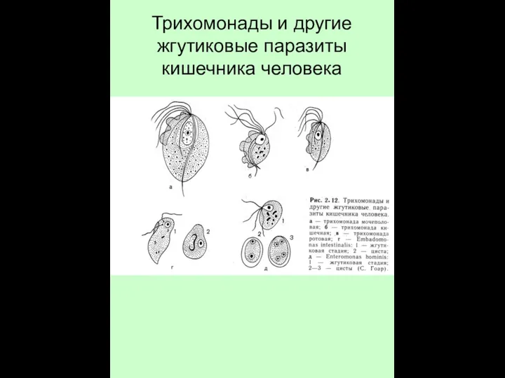 Трихомонады и другие жгутиковые паразиты кишечника человека
