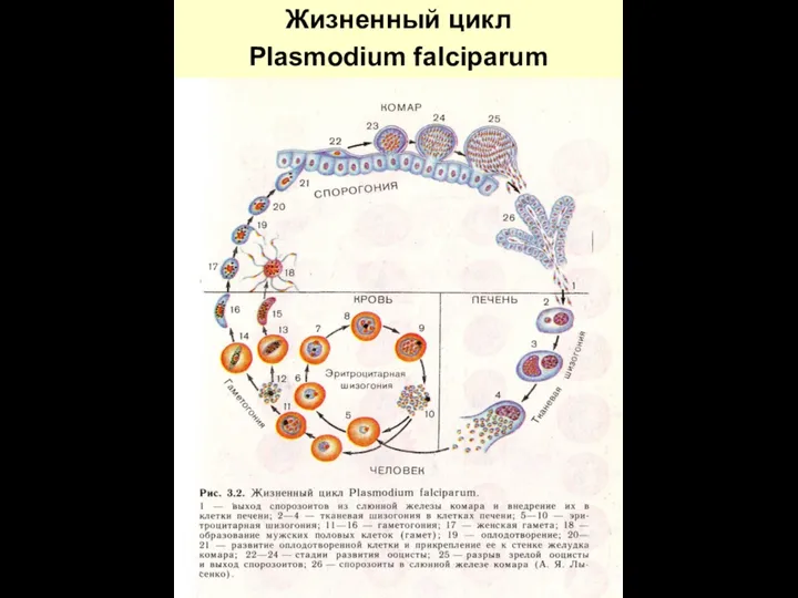 Жизненный цикл Plasmodium falciparum