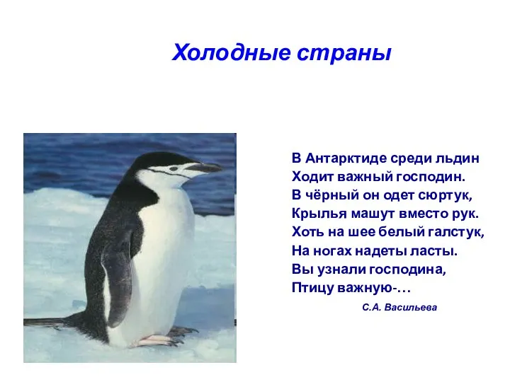 Холодные страны В Антарктиде среди льдин Ходит важный господин. В чёрный