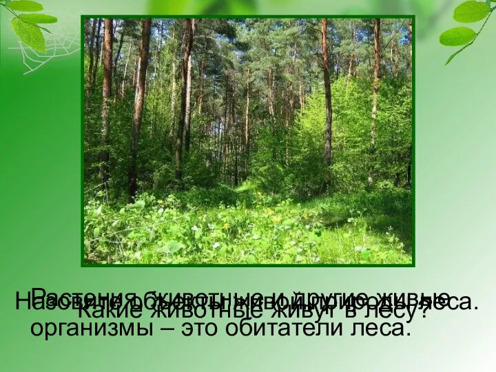 Назовите объекты живой природы леса. Растения, животные и другие живые организмы