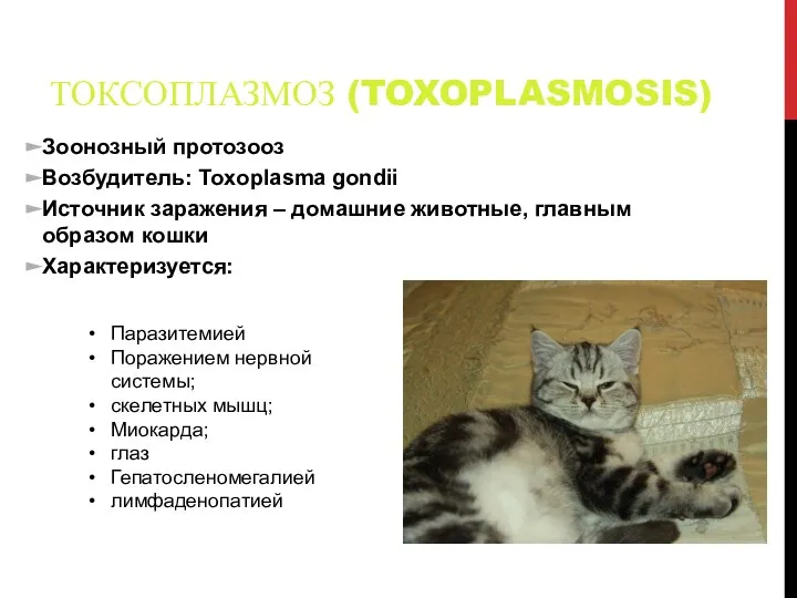 ТОКСОПЛАЗМОЗ (TOXOPLASMOSIS) Зоонозный протозооз Возбудитель: Toxoplasma gondii Источник заражения – домашние