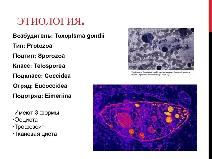 ЭТИОЛОГИЯ. Возбудитель: Toxoplsma gondii Тип: Protozoa Подтип: Sporozoa Класс: Тelosporea Подкласс: