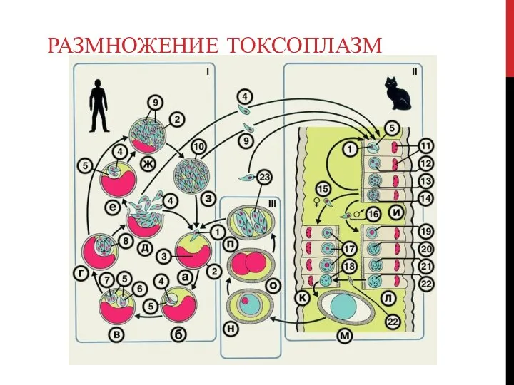 РАЗМНОЖЕНИЕ ТОКСОПЛАЗМ