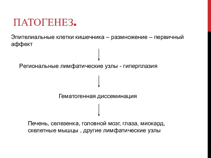 ПАТОГЕНЕЗ. Эпителиальные клетки кишечника – размножение – первичный аффект Региональные лимфатические