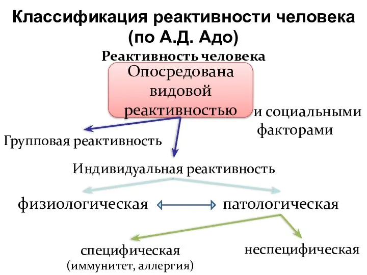 Классификация реактивности человека (по А.Д. Адо) Реактивность человека Опосредована видовой реактивностью