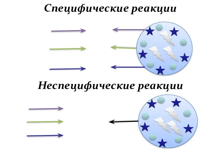 Специфические реакции Неспецифические реакции