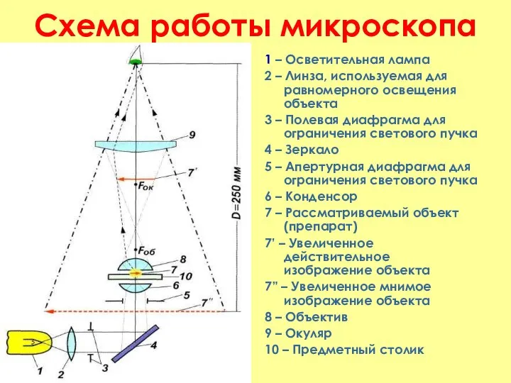 Схема работы микроскопа 1 – Осветительная лампа 2 – Линза, используемая