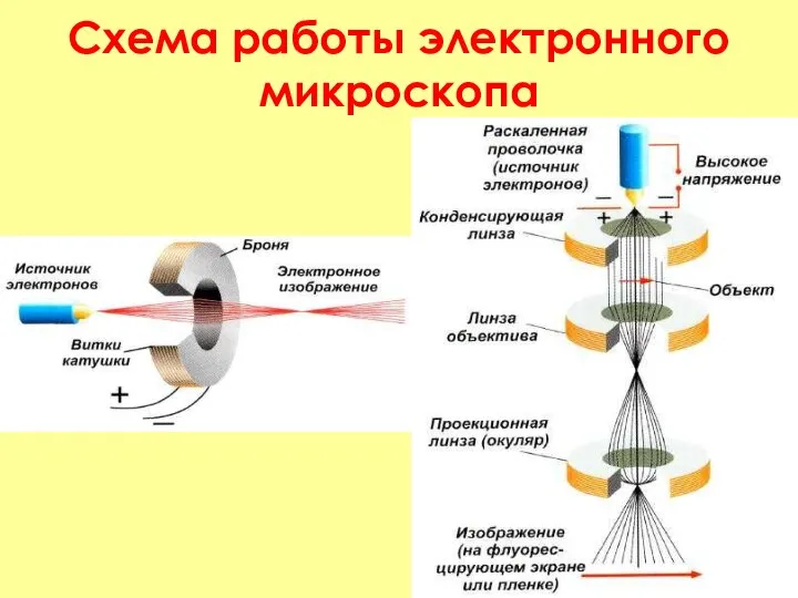 Схема работы электронного микроскопа