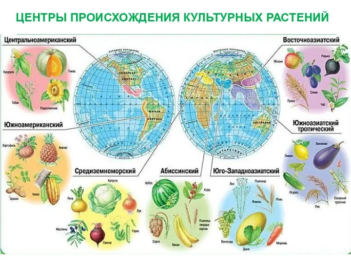 ЦЕНТРЫ ПРОИСХОЖДЕНИЯ КУЛЬТУРНЫХ РАСТЕНИЙ