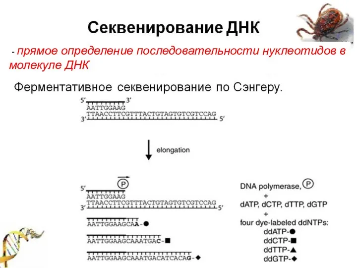 - прямое определение последовательности нуклеотидов в молекуле ДНК