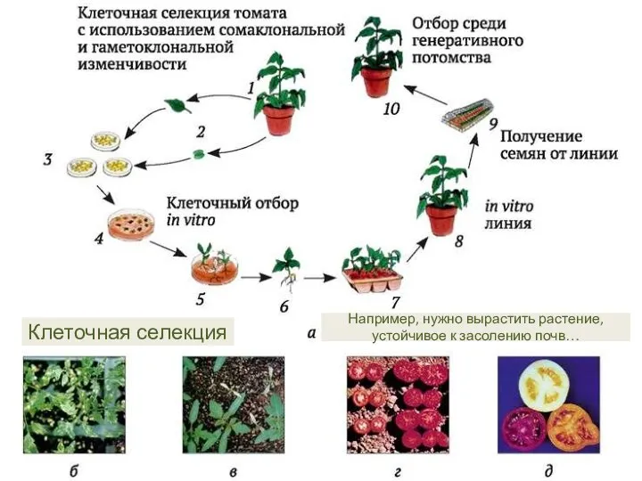 Клеточная селекция Например, нужно вырастить растение, устойчивое к засолению почв…